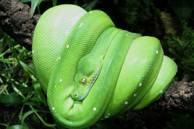 Man Tries to Smuggle 15 Reptiles, Mostly Pythons, in Bags on Flight From Jakarta to Hong Kong